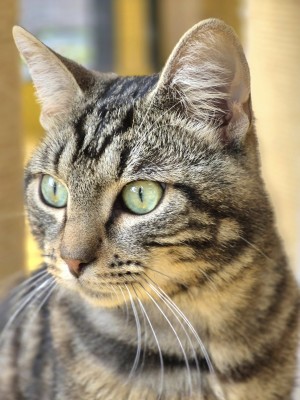 Photo chat NEO